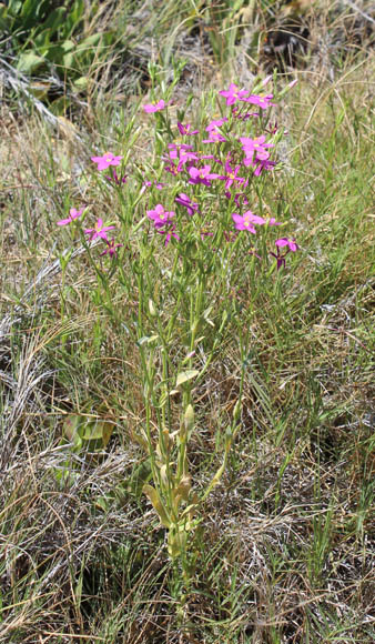  Zeltnera arizonica